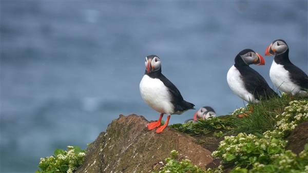 Puffins on Grimsey Island, Iceland Puffins on Grimsey Island, Iceland